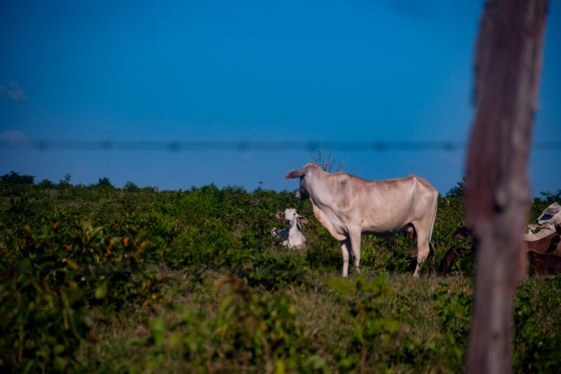 <div class='credito_fotos'>Foto: Pedro Guerreiro / Ag. Pará | <a href='/midias/2022/originais/14885_80b1ca16-ffc8-0949-32e8-33c8fe8b7006.jpg' download><i class='fa-solid fa-download'></i> Download</a></div>
