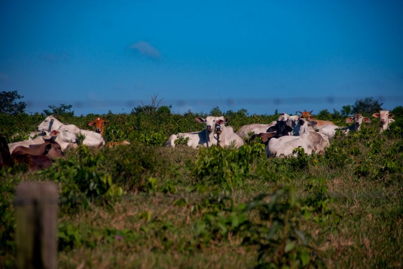 <div class='credito_fotos'>Foto: Pedro Guerreiro / Ag. Pará | <a href='/midias/2022/originais/14885_83c4ef0c-e137-fc0b-ed7a-72bcd79d2000.jpg' download><i class='fa-solid fa-download'></i> Download</a></div>