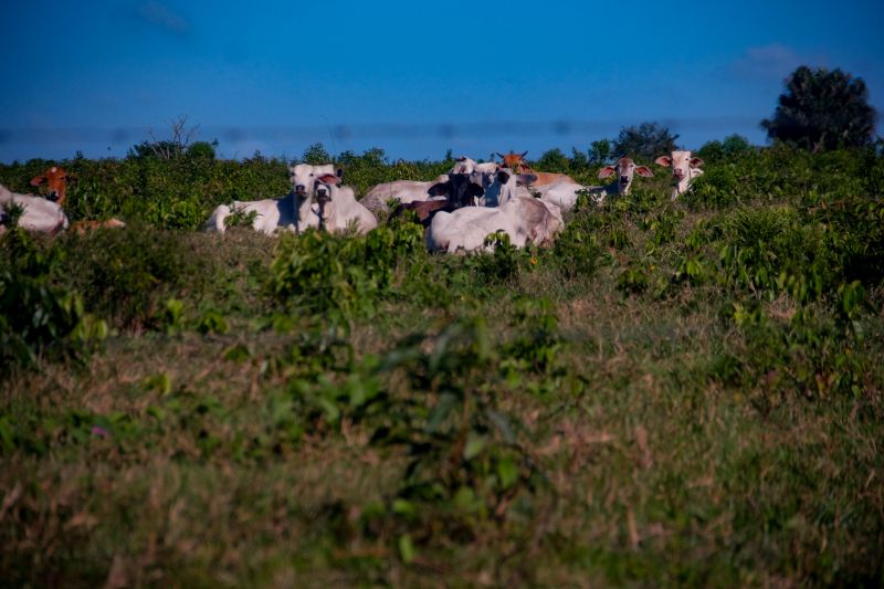 <div class='credito_fotos'>Foto: Pedro Guerreiro / Ag. Pará | <a href='/midias/2022/originais/14885_b5dd6833-c91e-1bb1-601a-8ce713c0d5d7.jpg' download><i class='fa-solid fa-download'></i> Download</a></div>