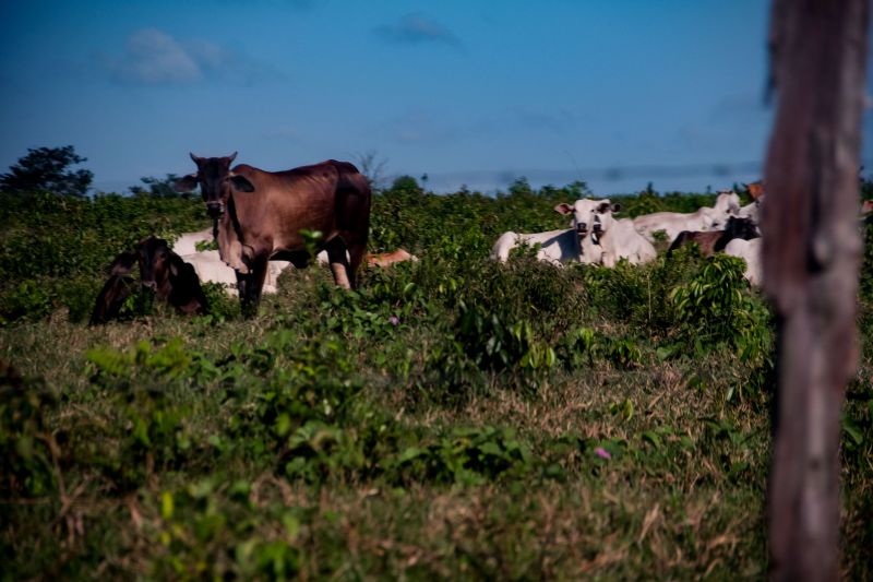 <div class='credito_fotos'>Foto: Pedro Guerreiro / Ag. Pará | <a href='/midias/2022/originais/14885_ca2903c7-3915-6a4c-172c-729f71154fd4.jpg' download><i class='fa-solid fa-download'></i> Download</a></div>
