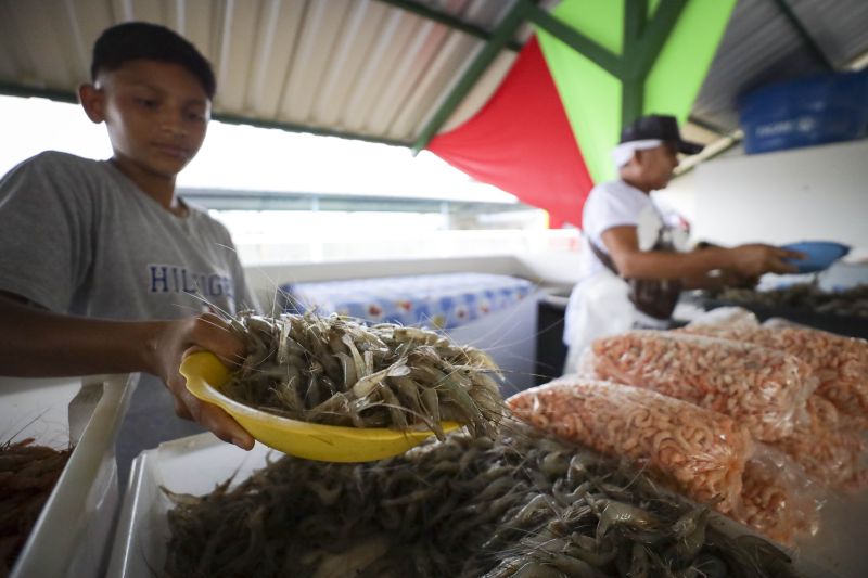 Afuá é um município brasileiro do estado do Pará, pertencente à Mesorregião do Marajó, localizado no norte brasileiro, no delta do rio Amazonas. É conhecida como a "Veneza da Ilha de Marajó", por ter diversos canais e palafitas no fim do século XIX, sendo formada em grande parte por uma população rural. <div class='credito_fotos'>Foto: Pedro Guerreiro / Ag. Pará | <a href='/midias/2022/originais/14948_610c298a-d942-8b5a-3255-1324ef30427d.jpg' download><i class='fa-solid fa-download'></i> Download</a></div>