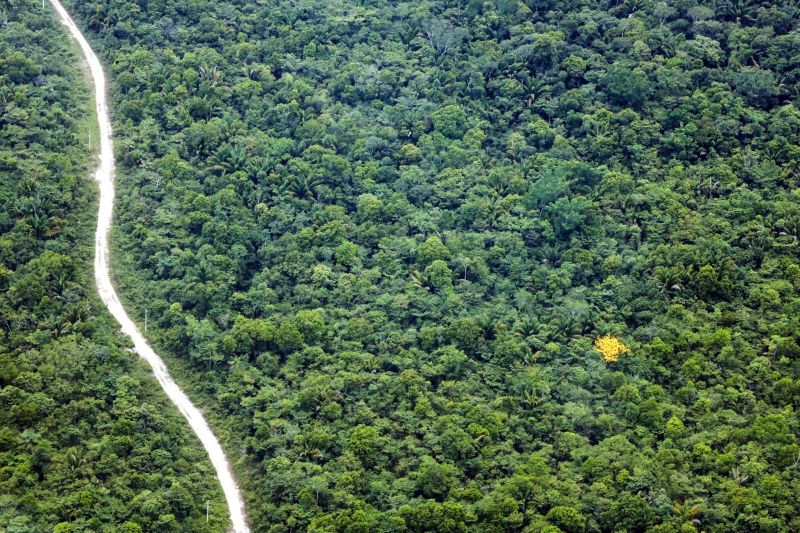 Governo do Pará vê a floresta como sólido ativo econômico