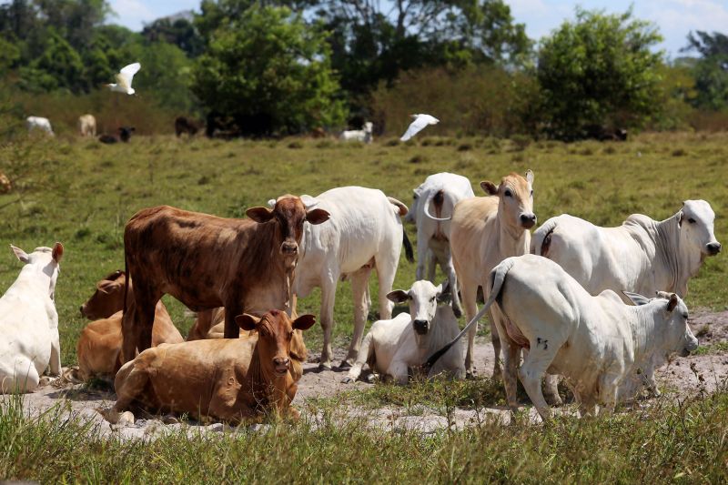 <div class='credito_fotos'>Foto: Pedro Guerreiro / Ag. Pará | <a href='/midias/2022/originais/15381_07cdcc48-352d-5794-4f96-88d0df3de19f.jpg' download><i class='fa-solid fa-download'></i> Download</a></div>