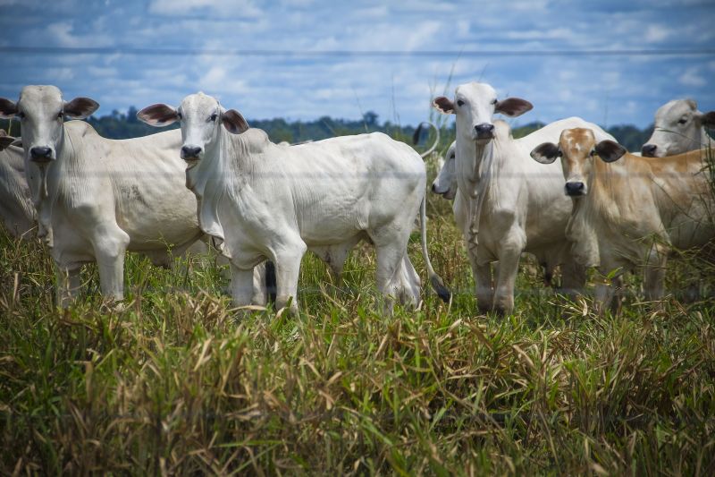 <div class='credito_fotos'>Foto: Pedro Guerreiro / Ag. Pará | <a href='/midias/2022/originais/15381_1178a1a8-5d95-4bd9-51f0-25e7e0276a9c.jpg' download><i class='fa-solid fa-download'></i> Download</a></div>