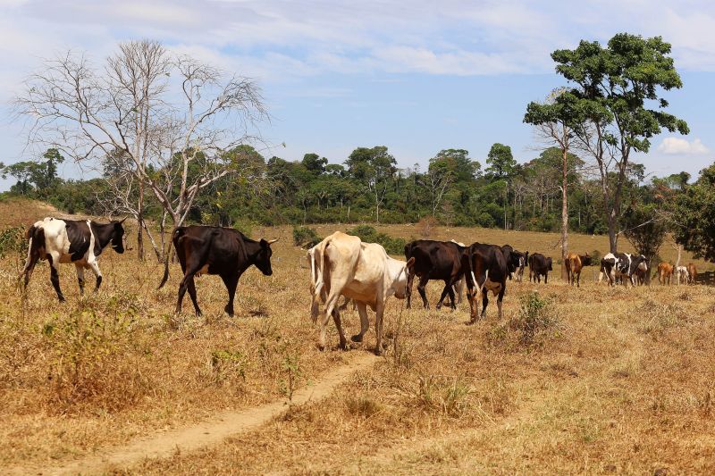 <div class='credito_fotos'>Foto: Pedro Guerreiro / Ag. Pará | <a href='/midias/2022/originais/15381_32a23d59-6669-ef9b-244d-a60ac934f10a.jpg' download><i class='fa-solid fa-download'></i> Download</a></div>