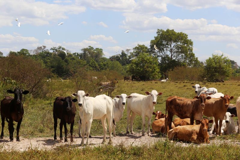 <div class='credito_fotos'>Foto: Pedro Guerreiro / Ag. Pará | <a href='/midias/2022/originais/15381_8d610b8a-0e63-fb7f-b231-4806ed46f335.jpg' download><i class='fa-solid fa-download'></i> Download</a></div>