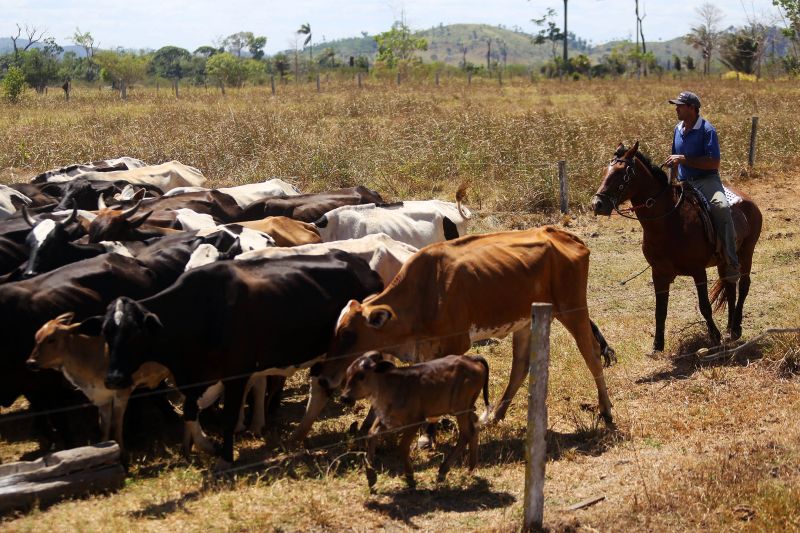 <div class='credito_fotos'>Foto: Pedro Guerreiro / Ag. Pará | <a href='/midias/2022/originais/15381_fdd61b6e-9106-e5e7-55d3-1db9561cc8cd.jpg' download><i class='fa-solid fa-download'></i> Download</a></div>