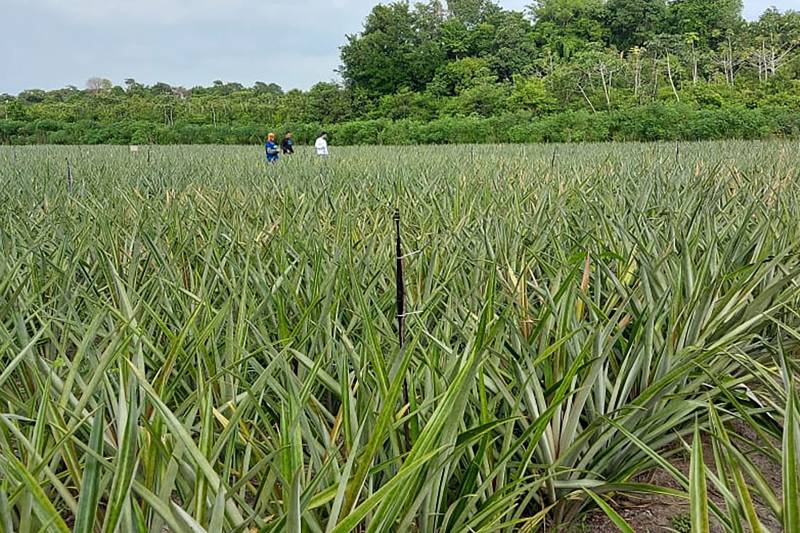 Abacaxi produzido em Salvaterra