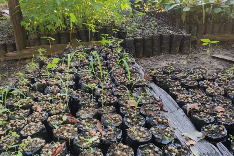 viveiro de mudas de açaí da propriedade do produtor Clóvis