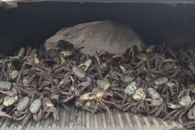 notícia: Ideflor-Bio alerta para o último período do defeso do caranguejo-uçá