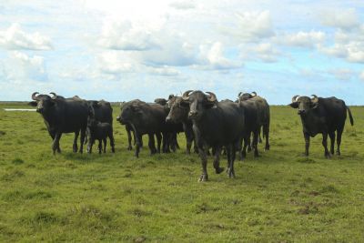 notícia: Com o apoio da Emater, Festival de Búfalo inova a culinária da Parauapebas 