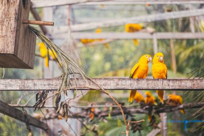notícia: Cinco casais de ararajubas foram soltas no Parque Estadual do Utinga