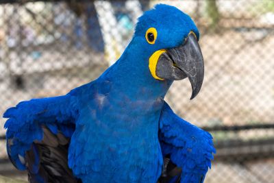 notícia: Elza, a arara-azul do Mangal das Garças, é inserida na Ilha das Aves