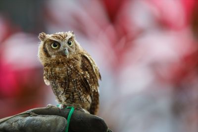notícia: Pará é destaque em e-book da Embratur sobre atividade de observação de aves