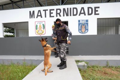 notícia: Cães nascidos no Batalhão de Ações com Cães da PM são preparados para patrulhamento nas ruas