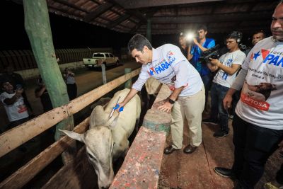 notícia: Campanha contra febre aftosa em maio vai abranger 127 municípios