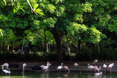 notícia: No Dia Mundial da Biodiversidade, Mangal das Garças é reserva fundamental ao meio ambiente