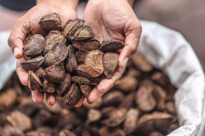 notícia: Produção de castanha-do-pará gera renda e fortalece bioeconomia em áreas protegidas