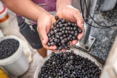notícia: I Festival Açaí Pará valoriza cadeia produtiva do fruto com ampla programação na capital