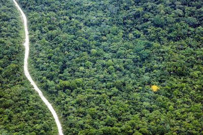 notícia: Governo defende uso sustentável da floresta para crescimento social e econômico do Pará