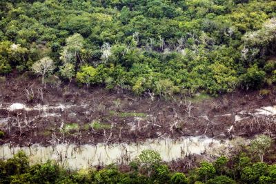 galeria: Floresta Amazônica - Região Sudoeste Paraense