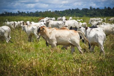 notícia: Sedap destaca as maiores produções estaduais no ano de 2023 