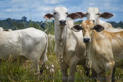 galeria: Gado - Fazenda - Agropecuária - Boi