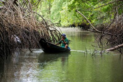 notícia: IDEFLOR-Bio alerta para a importância do cumprimento do período do defeso do caranguejo-uçá