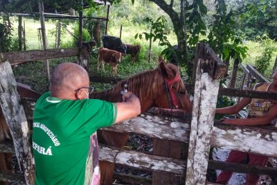 notícia: Adepará regulamenta obrigatoriedade da vacinação contra a raiva dos herbívoros