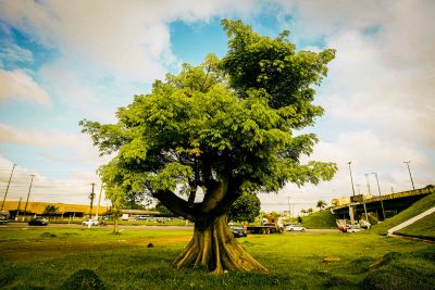 notícia: Transplante de Samaumeiras mostra conciliação entre desenvolvimento e o meio ambiente no Pará