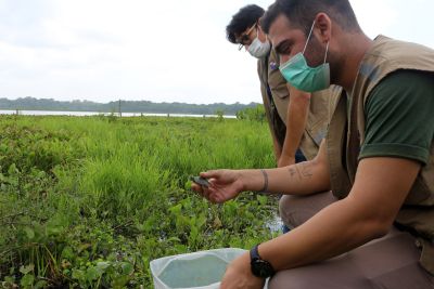 notícia: Secretaria de Meio Ambiente realiza soltura de quelônios no Parque Estadual do Utinga