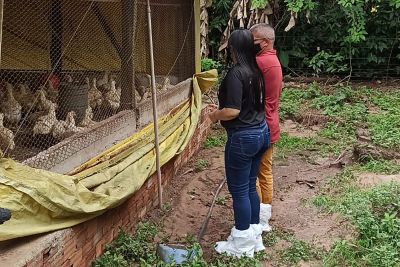 notícia: Adepará regulamenta portaria que estabelece normas de monitoramento de Salmonella em aves