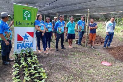 notícia: IDEFLOR-Bio fomenta implantação de SAFs em comunidade quilombola de Gurupá, no Marajó