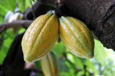 notícia: Pará lidera as projeções nacionais de produção de cacau e mandioca em 2022