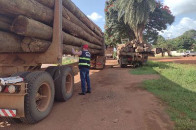 notícia: Sefa apreende madeira e óleo de palma em Dom Eliseu 