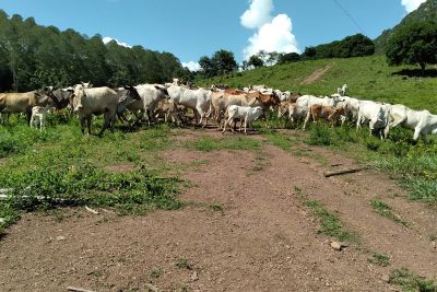 notícia: Emater pode movimentar até R$ 12 milhões de crédito rural em Almeirim 
