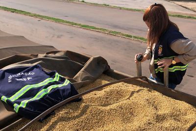 notícia: Sefa apreende 96 toneladas de soja e três toneladas de peixe resfriado 