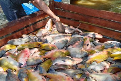 notícia: Crédito rural incentiva criação de peixe no Marajó, com apoio da Emater
