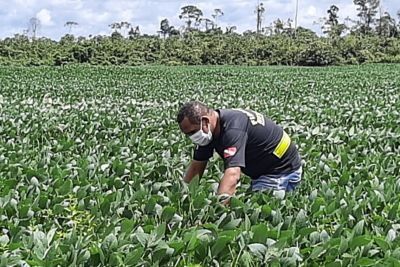 notícia: Adepará realiza até maio inspeção fitossanitária nas plantações de soja em Paragominas