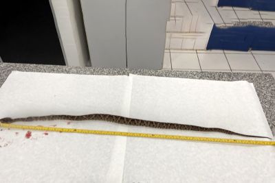 notícia: Em Castanhal, perícia faz necropsia em animal e apura crime contra fauna