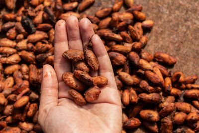notícia: Durante a páscoa, cacau da agricultura familiar paraense aquece mercado de ovos de chocolate
