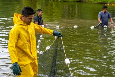 notícia: Despesque de tambaquis no lago do Mangal das Garças garante Páscoa de famílias em vulnerabilidade social