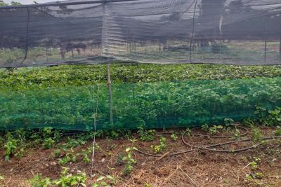 notícia: IDEFLOR-Bio promove recuperação de áreas alteradas por meio de Sistema Agroflorestais 