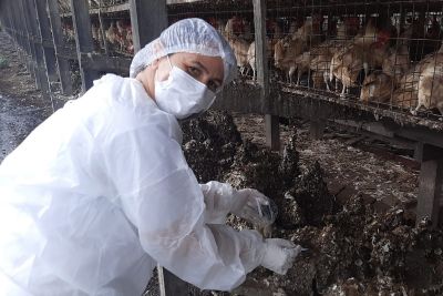 notícia: Adepará faz pesquisa para reconhecer a ausência ou presença da salmonella 