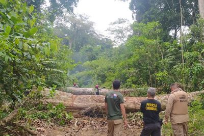 notícia: Dados do Inpe afirmam que o desmatamento caiu 11% no Pará