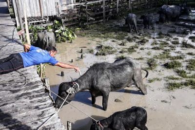 notícia: Adepará prossegue com Campanha de vacinação contra Febre Aftosa de 2022