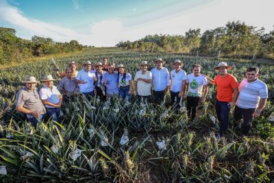 notícia: Estado apoia produção de abacaxi durante festividade do fruto, em Floresta do Araguaia