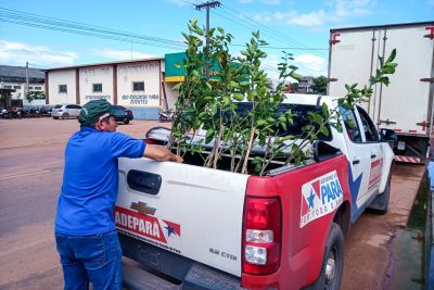 notícia: Adepará fiscaliza comércio ambulante de mudas de citrus e faz apreensões