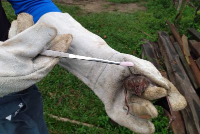 notícia: Adepará prorroga vacinação contra a raiva animal em 50 municípios 