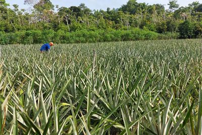 notícia: Salvaterra receberá cursos e Dia de Campo como parte do projeto de Produção Integrada de Abacaxi
